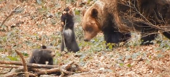 BIESZCZADY: Niedźwiedzica wróciła do Polanek, z nią urocza para miśków (VIDEO)