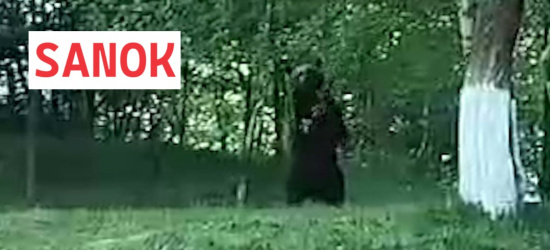 SANOK: Poranna wizyta niedźwiedzia i śniadanie w ogrodzie! (VIDEO)