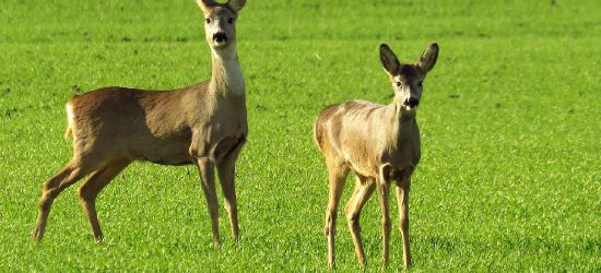 BIESZCZADY: Wypadki z udziałem dzikich zwierząt