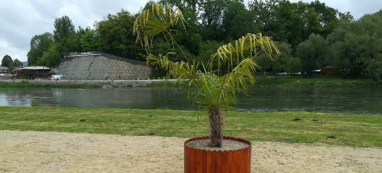 Palma na sanockiej plaży (VIDEO, ZDJĘCIA)