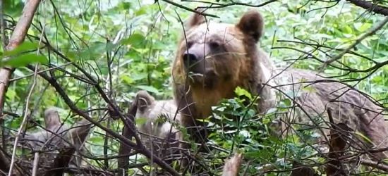 Dzień dobry. Jestem sobie „mały miś” (VIDEO)