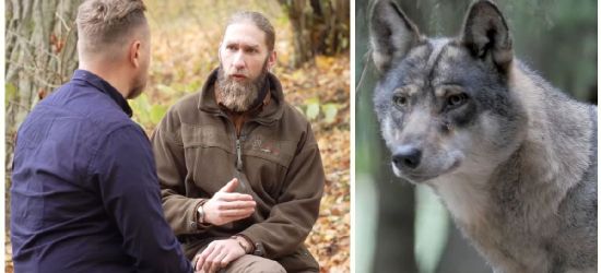 REPORTAŻ: „Wilki nie są zagrożeniem dla człowieka” (VIDEO)