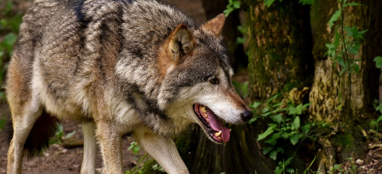 Niedźwiedzie, wilki i dziki coraz bliżej naszych domów. Urzędnicy proszą o zgłoszenia