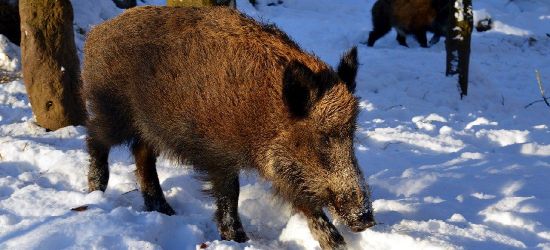 SANOK: Dziki na obwodnicy. Znaki drogowe receptą?
