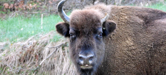 BIESZCZADY: Ciężarna żubrzyca i jej przeszywające spojrzenie (ZDJĘCIA)