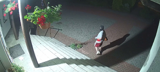 SANOK: Akt wandalizmu na terenie szkoły! Zamaskowany mężczyzna niszczy przedmioty i sika po ścianie! (VIDEO)
