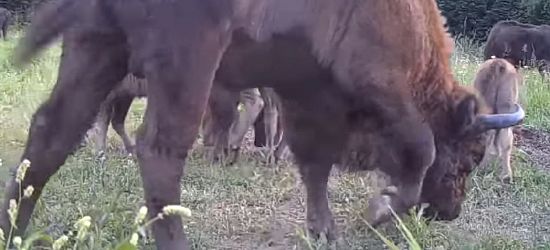 Leniwy wieczór na bieszczadzkiej łące. Kolacja stada żubrów (VIDEO)