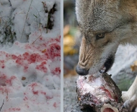 BIESZCZADY: Wilki pożerają psy. Co będzie jak zabraknie im psiego mięsa? (ZDJĘCIA)