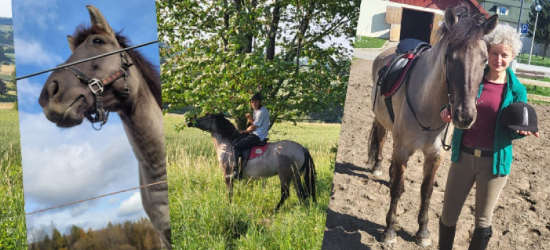 Pomóżmy Pikpokowi. Zbiórka na operację konia z Teodorówki