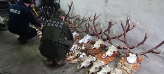 PODKARPACIE. Bezwzględny kłusownik. 70 wnyków do zabijania zwierząt (ZDJĘCIA)