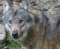 LESKO24.PL: Myśliwy zabił wilczycę. Leśnik ją oskórował. Obaj staną przed sądem