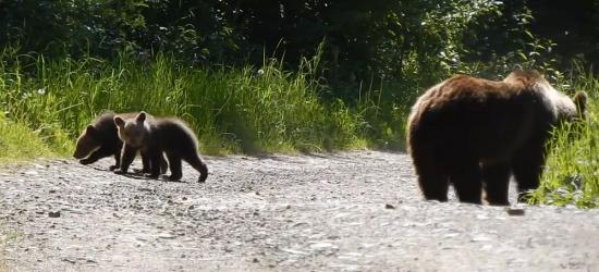Niedźwiedzie w pobliżu! Nie polecamy takich spotkań (VIDEO)