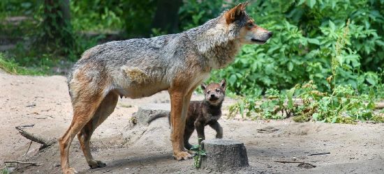 POBIEDNO: Wilki bawią się w najlepsze! Ekspansja trwa? (VIDEO)