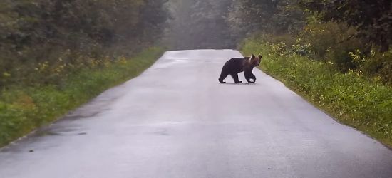 Kierowco zwolnij. Misiek na drodze! (VIDEO)