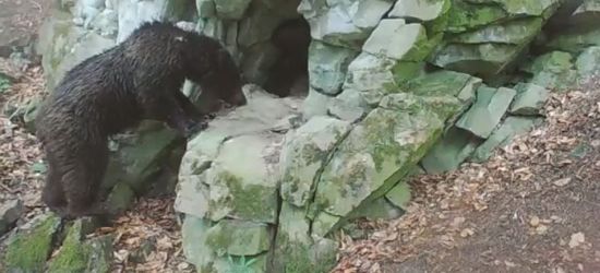 BIESZCZADY: Niedźwiadek w odwiedzinach u żbika (VIDEO)