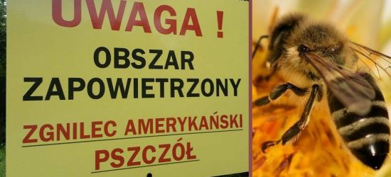 Panuje zgnilec amerykański pszczół. Wyznaczono kolejne obszary zapowietrzone