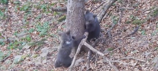 BIESZCZADY: Taka wiosna. Niedźwiadki harcują w lesie (VIDEO)