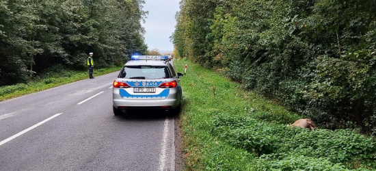 REGION: Jeleń wbiegł tuż przed maskę samochodu (ZDJĘCIE)