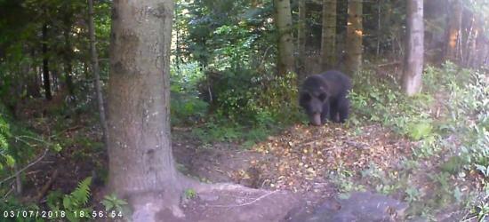 Nieznany miś w Nadleśnictwie Baligród (VIDEO)