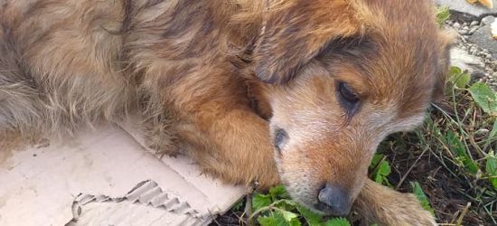 Sprawa psa z Długiego. Czworonóg nie przeżył