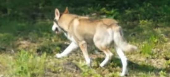 SANOK: Zwierzę, które niepokoiło mieszkańców to pies (NOWE VIDEO)