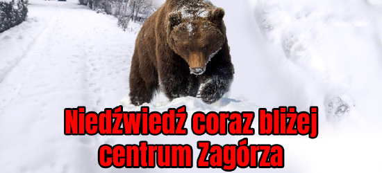 UWAGA! Niedźwiedź na Wielopolu w Zagórzu! (FOTO)