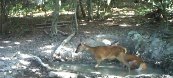 BIESZCZADY: Dla ochłody skok w bajorko (VIDEO)
