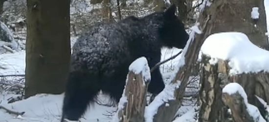 Bliskie spotkanie z niedźwiedziem w Bieszczadach (VIDEO)