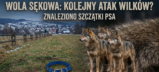 WOLA SĘKOWA: Wilki znów zaatakowały? Na polach znaleziono zagryzionego psa [ZDJĘCIA]