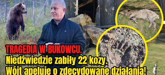 TRAGEDIA W BUKOWCU. Niedźwiedzie zabiły 22 kozy. Wójt apeluje o zdecydowane działania! (VIDEO, ZDJĘCIA)