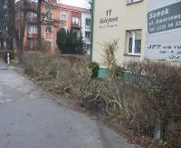 SANOK: Ślisko na drogach. 28-latek wjechał w żywopłot przy ul. Kolejowej (ZDJĘCIA)
