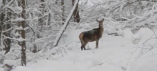 Chmara jeleni w mroźnym bieszczadzkim lesie. ZOBACZ VIDEO