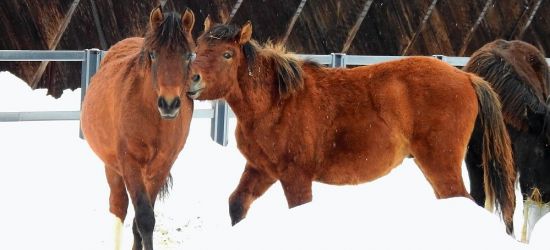 BIESZCZADY: Dla miłośników hucułów. Może przejażdżka? (FOTO)