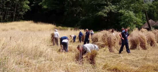 SKANSEN SANOK: Nie uświadczysz tu kombajnów! Tradycyjne żniwa (FOTORELACJA)