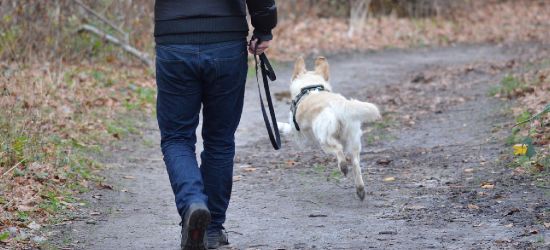Pamiętajmy o obowiązkach wobec naszych czworonogów