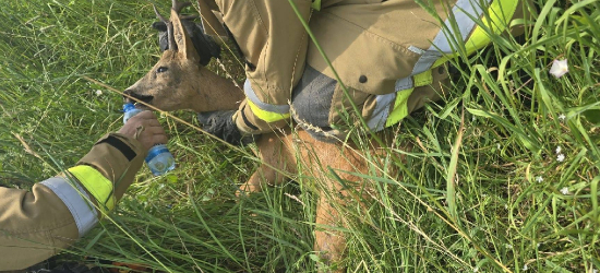 DOMARADZ. Kozioł uwięziony w ogrodzeniu. Interweniowali strażacy [ZDJĘCIA]