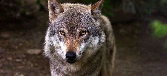 Badacze wilków: Trzeba być czujnym!