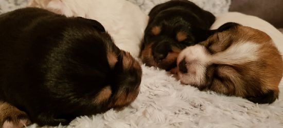 Psiaki szukają domu! Kto odmówi takim słodziakom? (ZDJĘCIA)