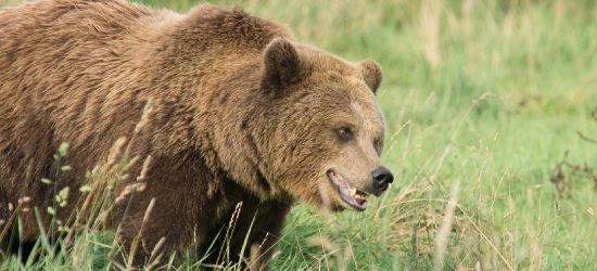 KOMAŃCZA: Atak niedźwiedzia. Mężczyzna ma głębokie, szarpane rany