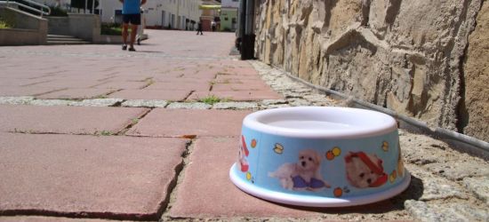 SANOK: Miska z wodą dla piesków pod urzędem (ZDJĘCIA)