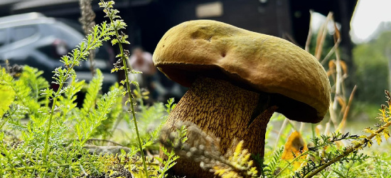 BIESZCZADY: Aura sprzyja grzybobraniu (ZDJĘCIA)