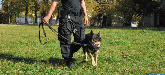 Policyjne czworonogi przechodzą egzaminy (FOTO)