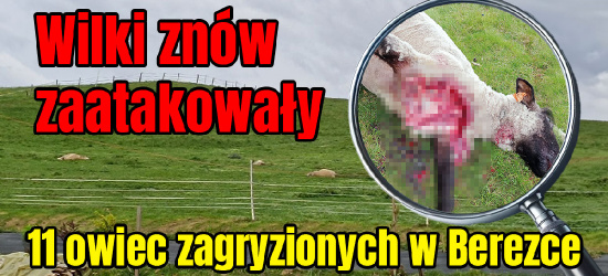 Wataha wilków zaatakowała rankiem. Zagryzła 11 owiec (ZDJĘCIA 18+)