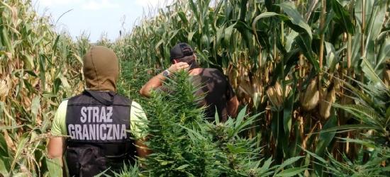 Marihuana wśród kukurydzy (FOTO)