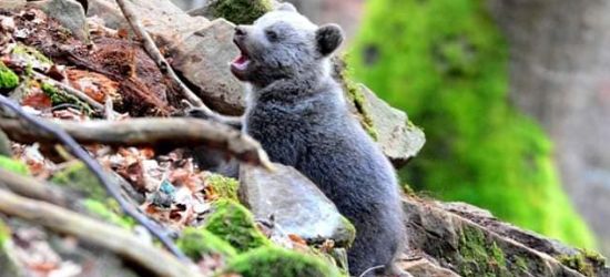 Mocarze baligrodzkich lasów! Urocze! (FOTO)