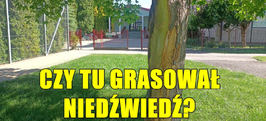 Niedźwiedź zostawił ślady na drzewie pod szkołą? Sprawdzamy! (ZDJĘCIA)