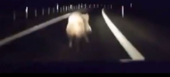 SANOK: Kierowcy alarmują. Dziki na obwodnicy (VIDEO)