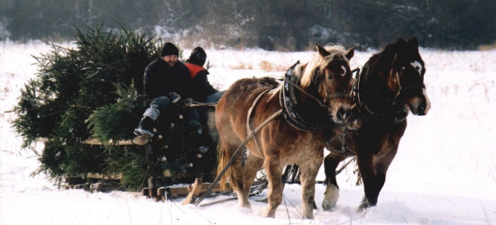 Czas na choinki z lasu. Ruszyła sprzedaż drzewek (ZDJĘCIA)