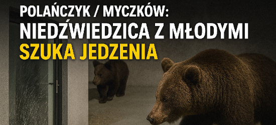 Wizyta na stacji benzynowej i próba włamania do domu! Niedźwiedzica z młodymi szuka jedzenia (VIDEO, ZDJĘCIA)