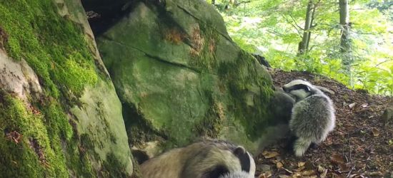 BIESZCZADY: Małe borsuki z Polanek. Wielkie rozrabiaki! (VIDEO)